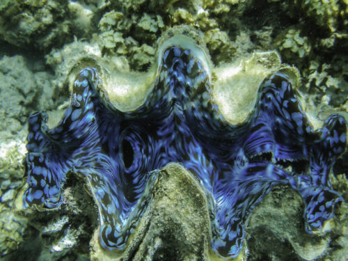 Giant Blue Clam