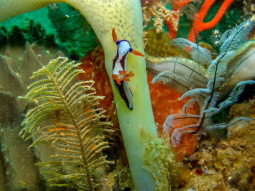 Nudibranch Sea Sponge